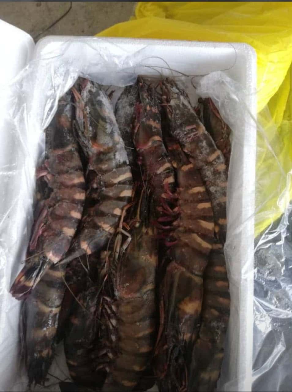 Gambas fraîches – Prix au kg