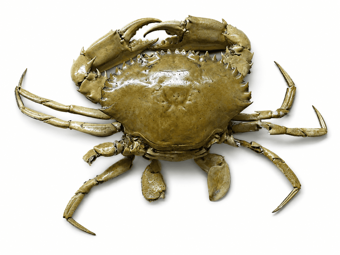 CRABE MANGROVE Lot de 2