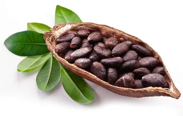 Fèves de Cacao Séchées – 15 kg